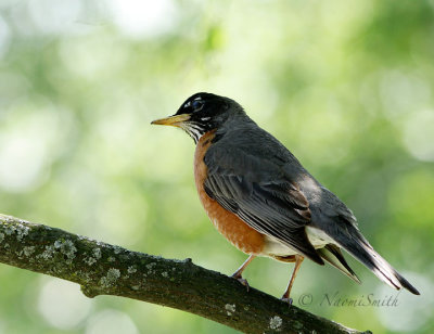 American Robin - Turdus migratorius JN17 #6913
