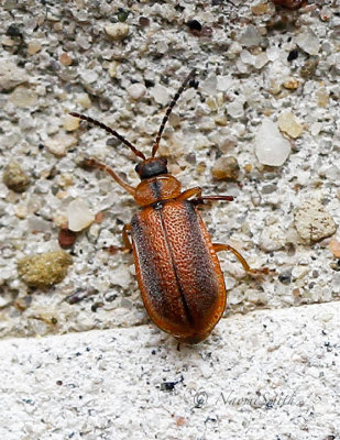 Neogalerucella calmariensis JN17 #6837