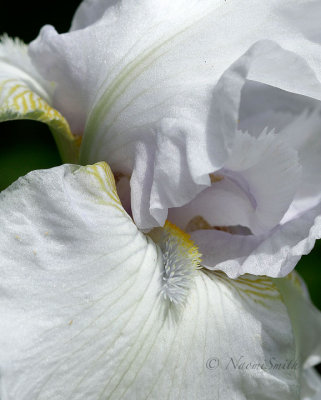 Iris Destined To Dance JN17 #4806