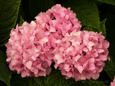 Hydrangea Endless Summer JL17 #8006