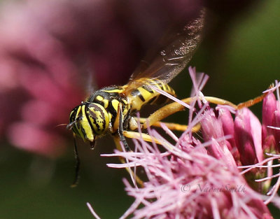 Spilomyia longicornis AU17 #1909