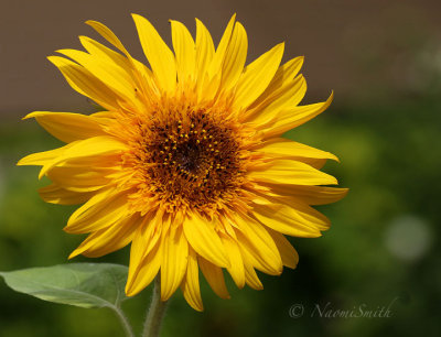 Sunflower Citrus S17 #3209
