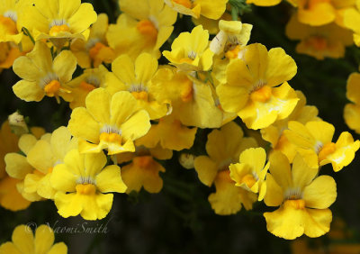 Sunsatia Lemon Nemesia S17 #3253