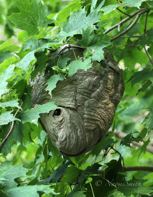 Dolichovespula maculata - Bald-faced Wasp Nest S17 #4565