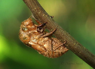 Dog Day Cicada Exuvia S17 #4532