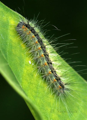 Fall Webworm Caterpillar S17 #4397