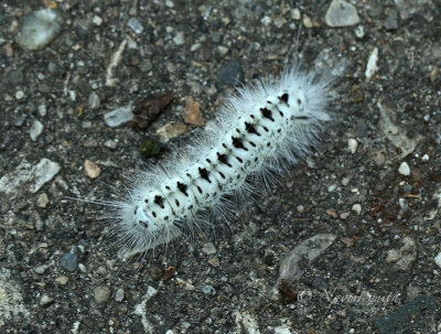Hickory Tussock Moth Caterpillar S17 #4571