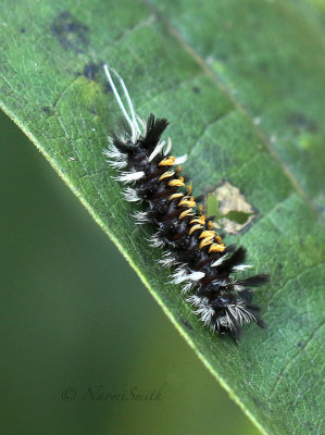 Milkweed Tussock caterpillar S17 #4475