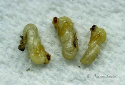 Larvae JN17 #9327 (June 26)