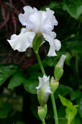 Iris Destined To Dance JN17 #3710