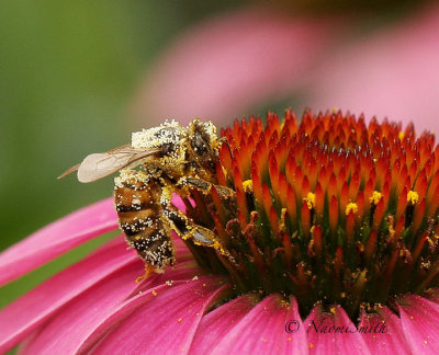 Honey Bee - Apis mellifera AU17 #1627