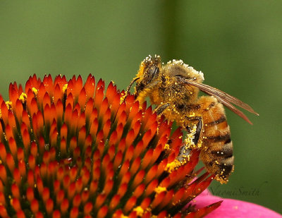 Honey Bee - Apis mellifera AU17 #1697