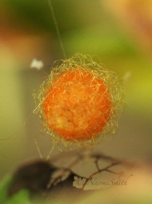 Mimetus Egg sac JL17 #9108