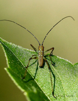 Scudderia nymph JN17 #3198