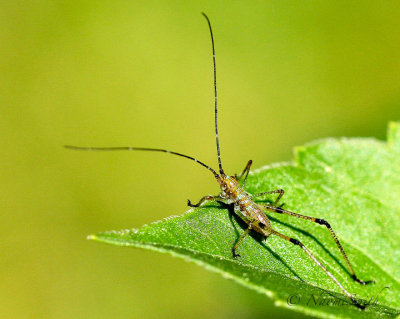 Scudderia nymph JN17 #3173