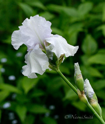 Iris Destined To Dance JN17 #3783