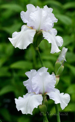 Iris Destined To Dance JN17 #3791
