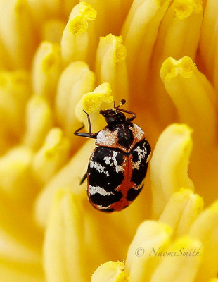 Anthrenus scrophulariae MY17 #0919