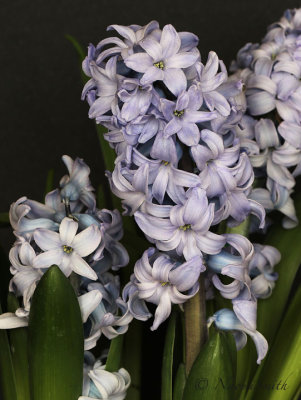 Hyacinth Delft Blue JA18 #2538