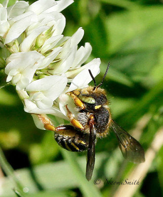 Anthidium oblongatum JL17 #1110