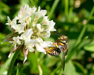 Anthidium oblongatum JL17 #1135