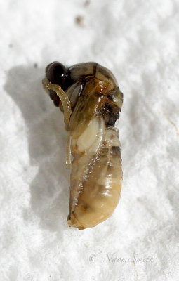 Larvae JL17 #2304