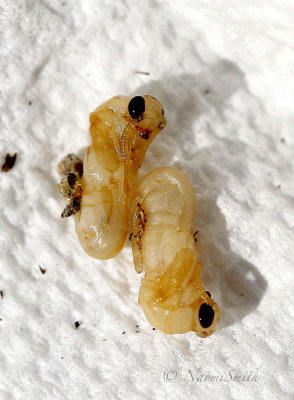 Larvae JL17 #2331