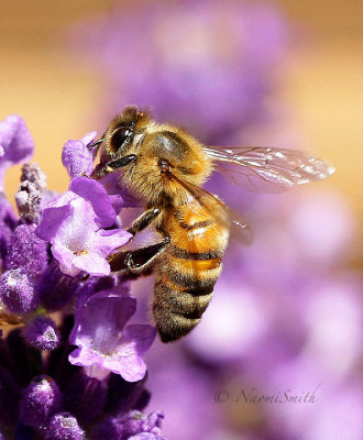 Honey Bee - Apis mellifera JL17 #3002