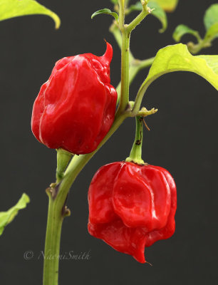 Carolina Reaper O17 #1654