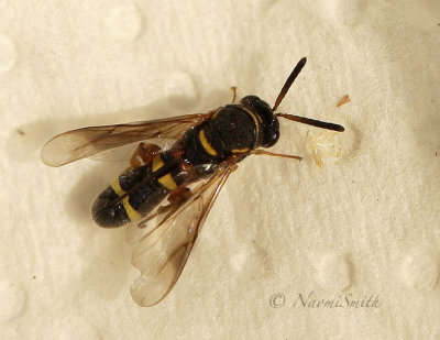 Leucospis affinis JL17 #086