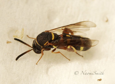Leucospis affinis JL17 #113