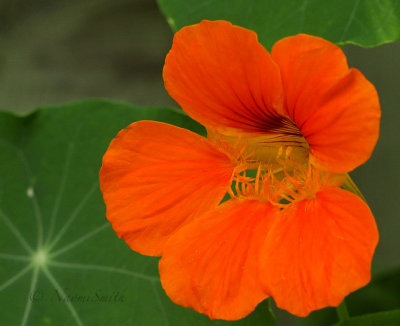 Nasturtium JL17 #198