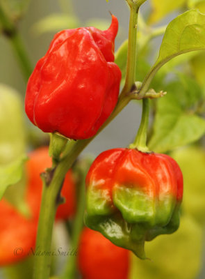 Carolina Reaper S17 #9588