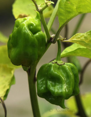 Carolina Reaper S17 #7334