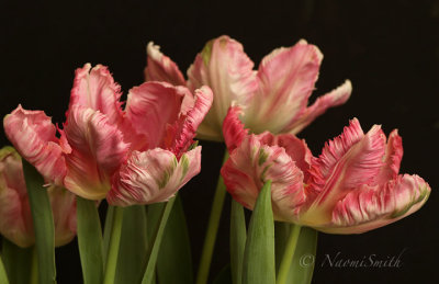 Pink Vision Parrot Tulip F18 #3234