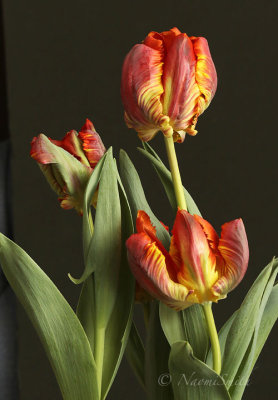 King - Parrot Tulip F18 #3330