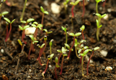 Portulaca Seedlings F18 #3282