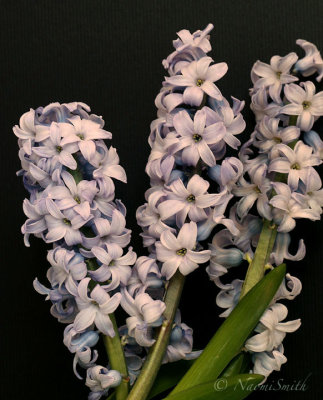 Hyacinth Delft Blue F18 #2620
