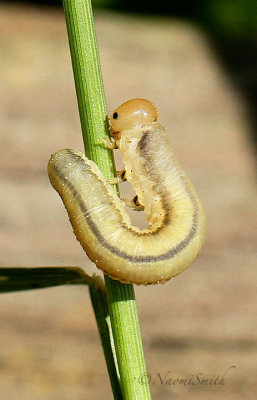 Sawfly Larvae on Grass MY17 #1959