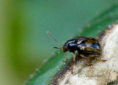 Beetle MY17 #1800
