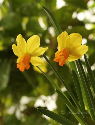 Daffodil Jetfire F18 #2850