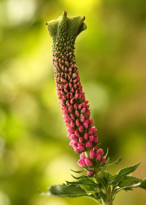 Veronica  longifolia Christa F18 #2803