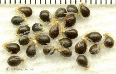 Polygala paucifolia seeds F18 #2943