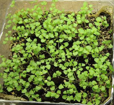 Lavender Seedlings F18 #2951