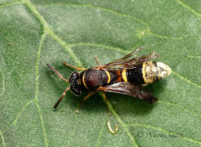 Leucospis affinis JL17 #5963
