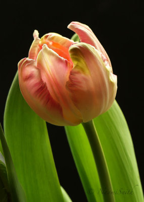 Pink Vision - Parrot Tulip F18 #2978
