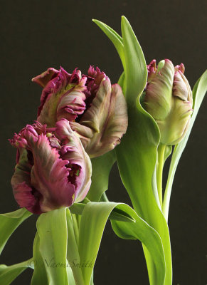 Secret - Parrot Tulip F18 #3024