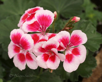 Geranium Tango Rose-MegaSplash MR18 #4365