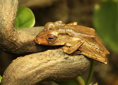 Borneo Eared Frog MR18 #4002
