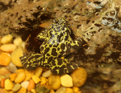 Fire-bellied Toad MR18 #4107